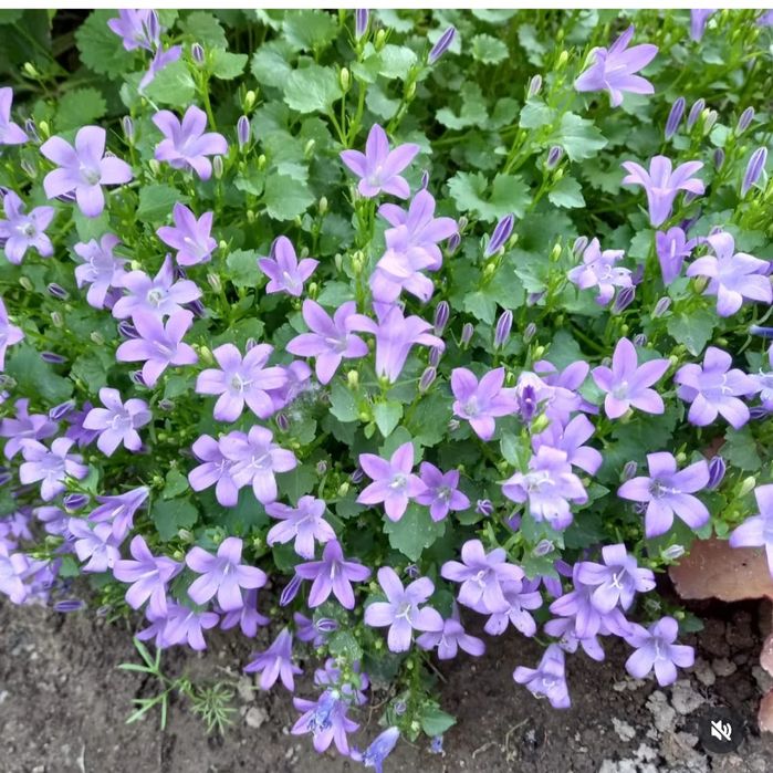 Цветы для сада Тараз