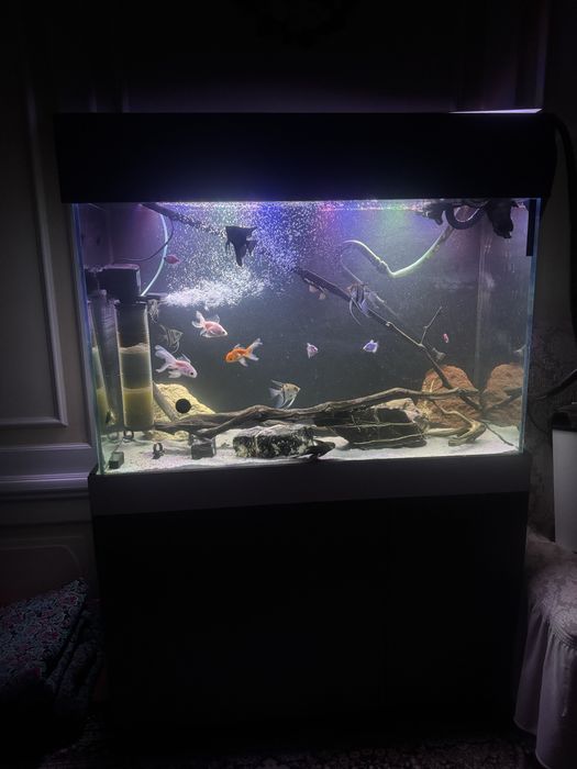 Akvarium. 400 litrli 1 ta bio bak filtr bor 1 ta odiy filtr 20ta baliq