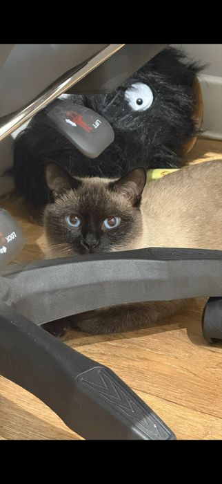 Отдаю кошку в добрые руки