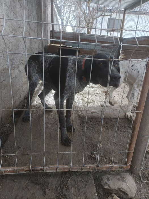 De vânzare Cățelusa brag german