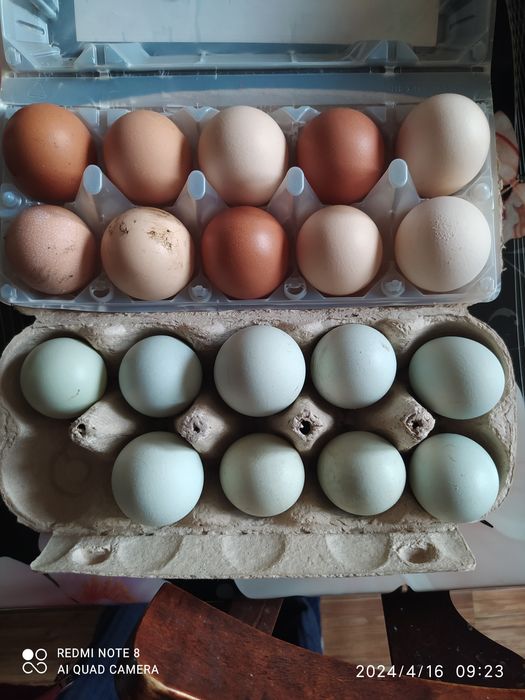 Продам молодых петушков и индоуток