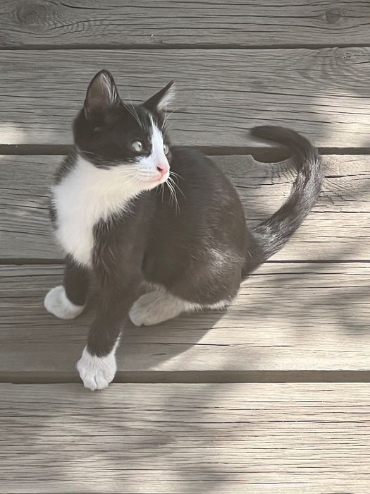 Котенок в хорошие руки