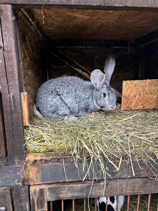 Urias german femela si mascul