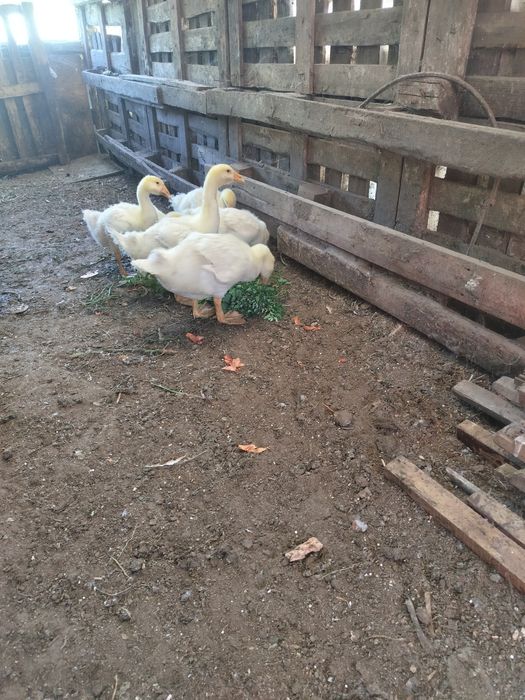 Продам месячных гусей