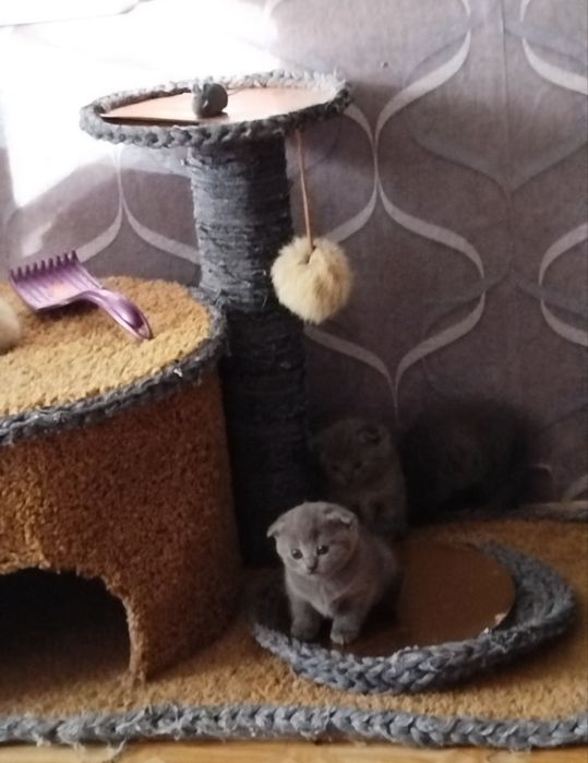 Продам британского котёнка.