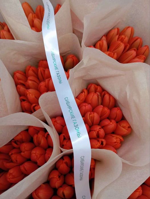 Тюльпаны в розницу от 550тг.