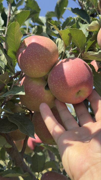 Яблоневый сад (apple garden)