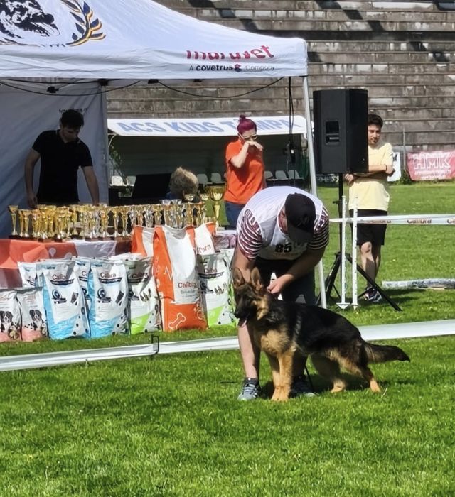 Mascul ciobanesc german 16 luni cu pedigree top