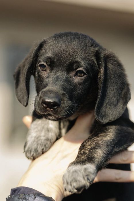 Щенята ищут любящий дом