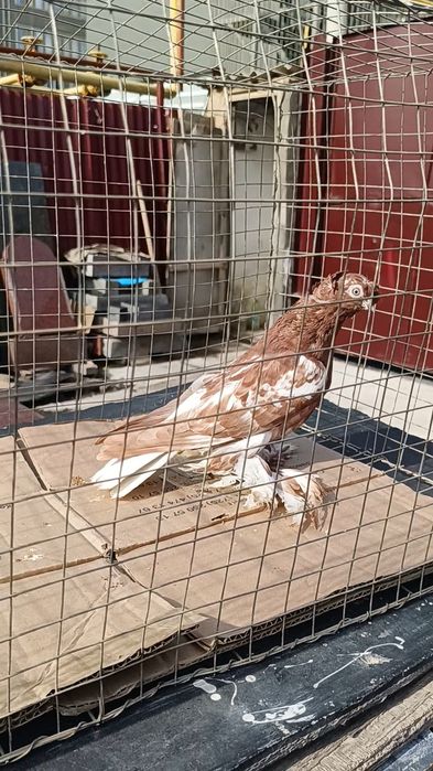 Голуби чин голубка