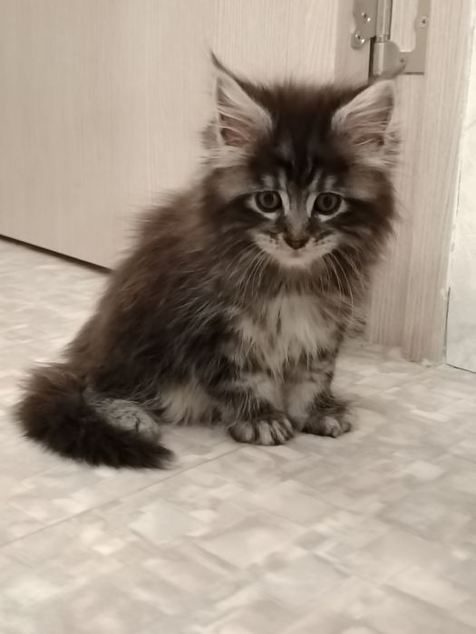 Котята Мейн-куны из питомника