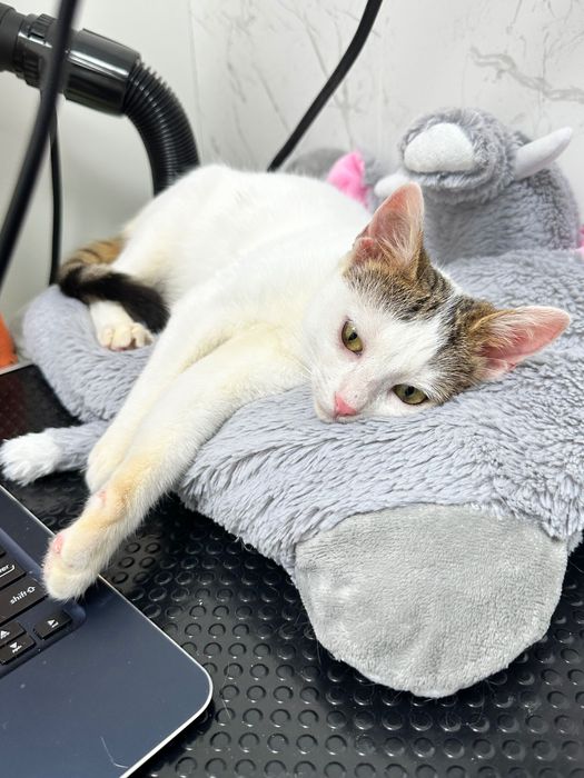 Adopție pisicuță torcacioasa și lipicioasă