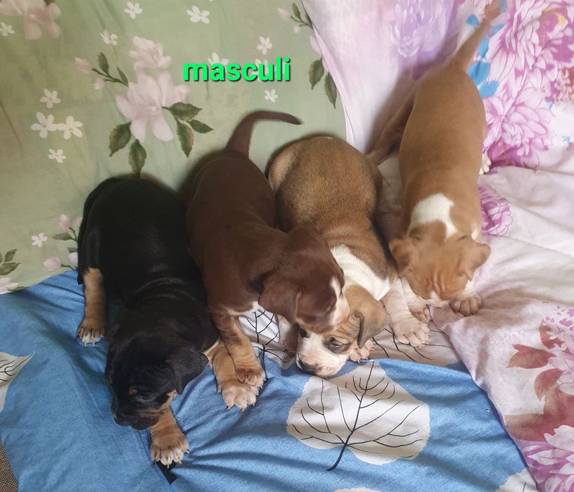 Amstaff pui dragalasi doar aici