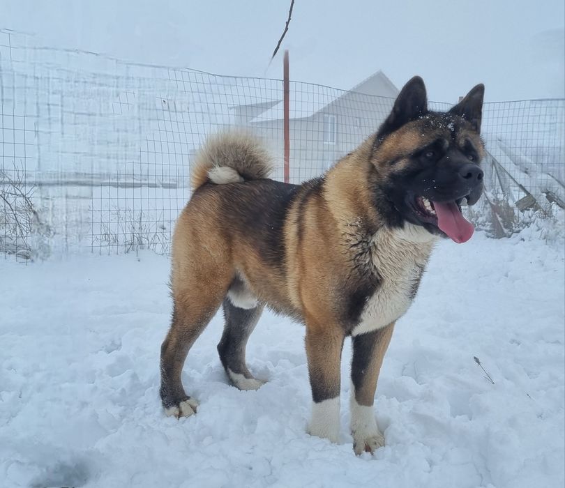 Femela akita american