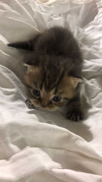 Британские котята 1 месяц