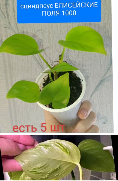 Филодендрон 8500тенге