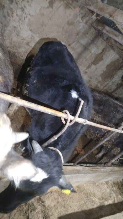 Продам быка полторашку