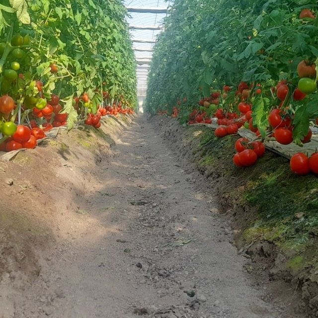 Mavzu porno ayol lanet yuborish