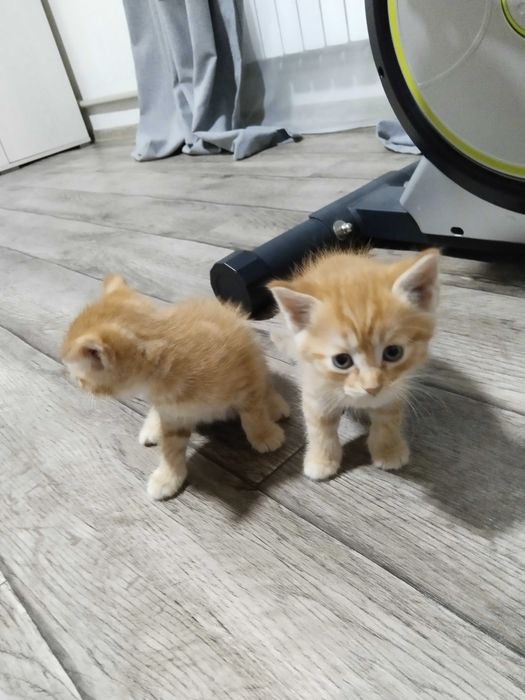 Отдам котят в хорошие руки