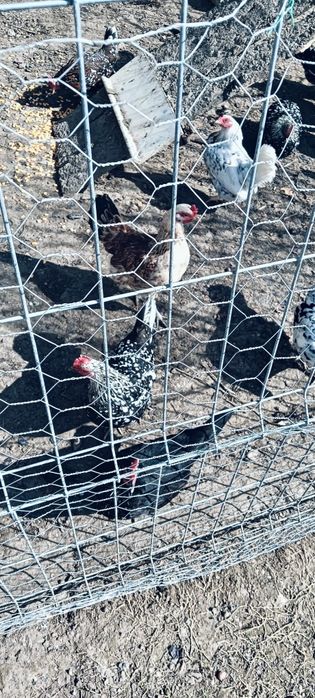 Oua incubat găinușe americane