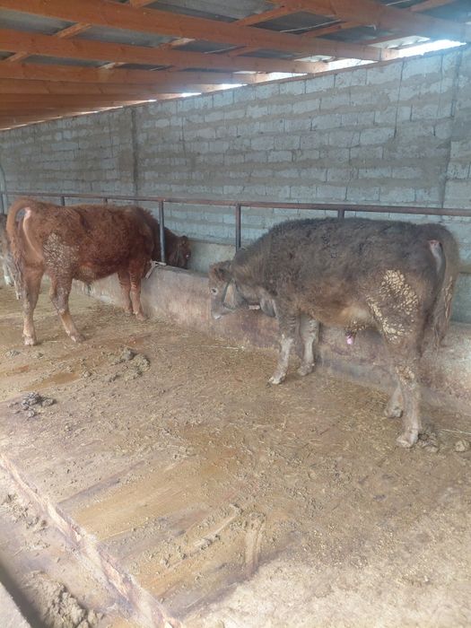 Бұқалар сатылады