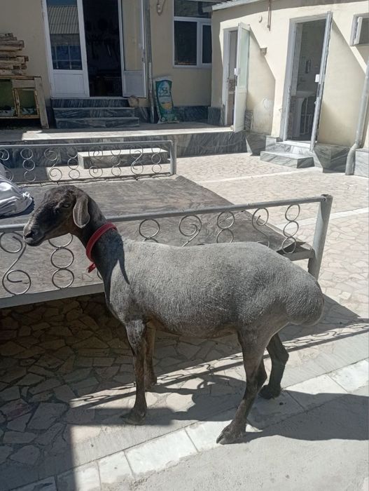 Moda qo’y sotiladi