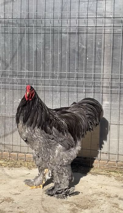 Cocoș Brahma Albastru