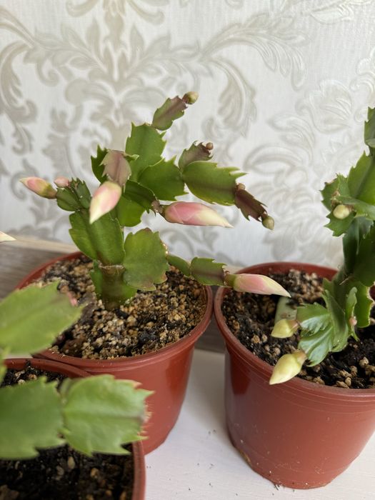 Шлюмбергера (декабрист)