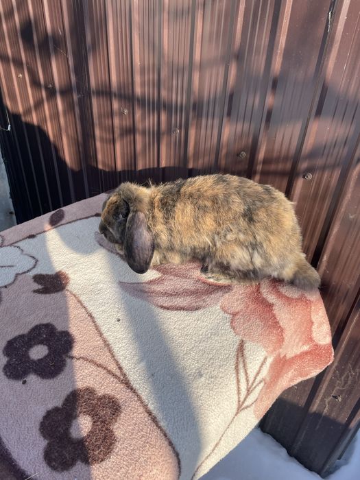 Iepuri Berbec German