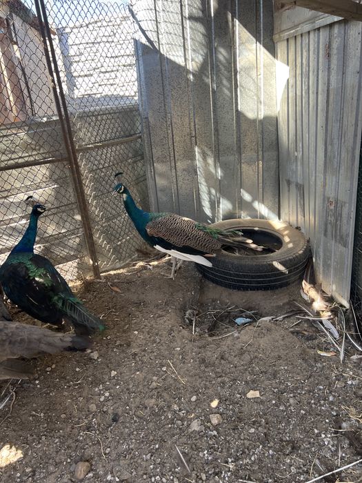 Pauni maturi si tineret 2025