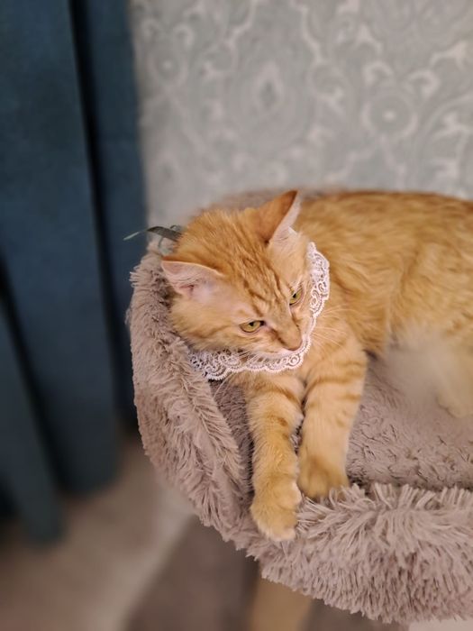 ОТДАМ КОШКУ в добрые руки