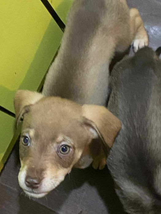 Подаряват се малки кученца