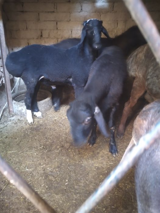 Qurbonlik uchun sifatli be nuqson qulog'i butun Quchqorllar bor