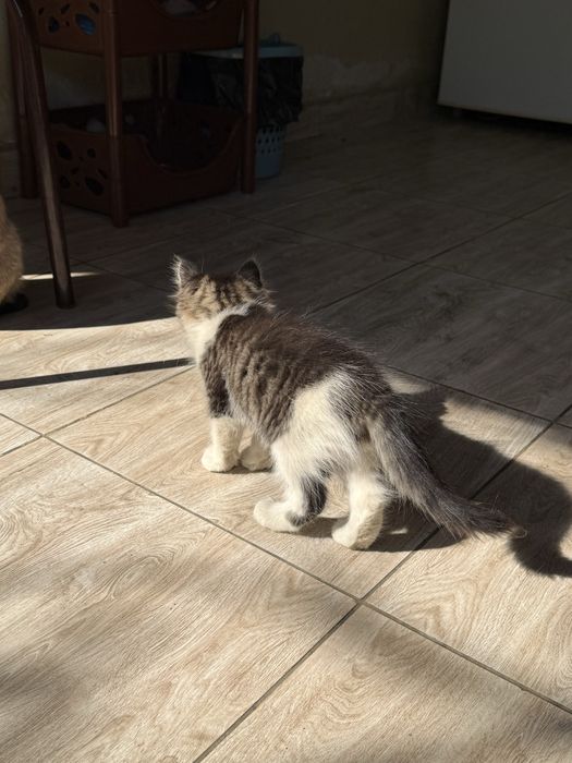 Отдам кошку в добрые руки