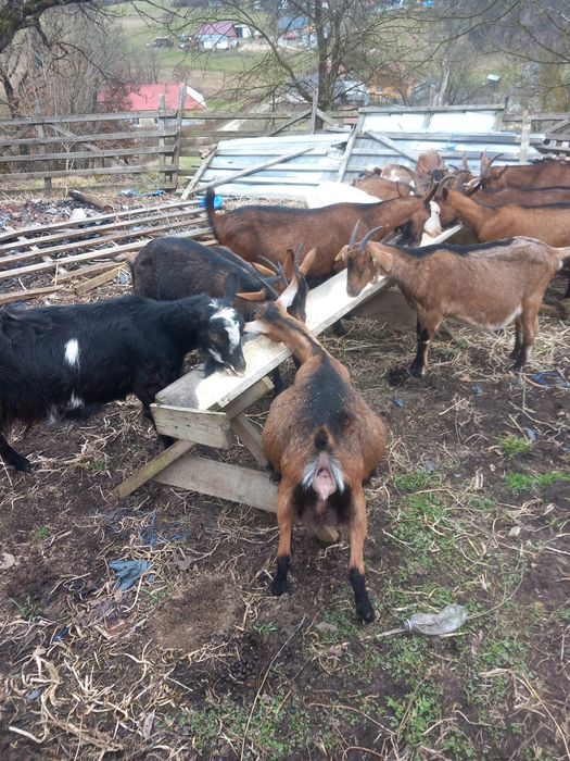 Capre alpine francez