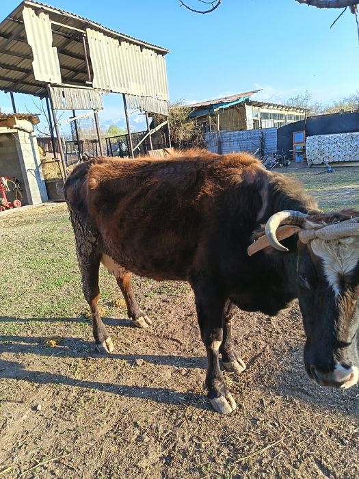 Продам молочную корову