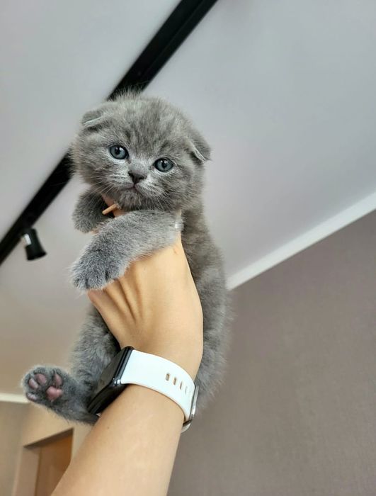 Котята Шотландской Породы.