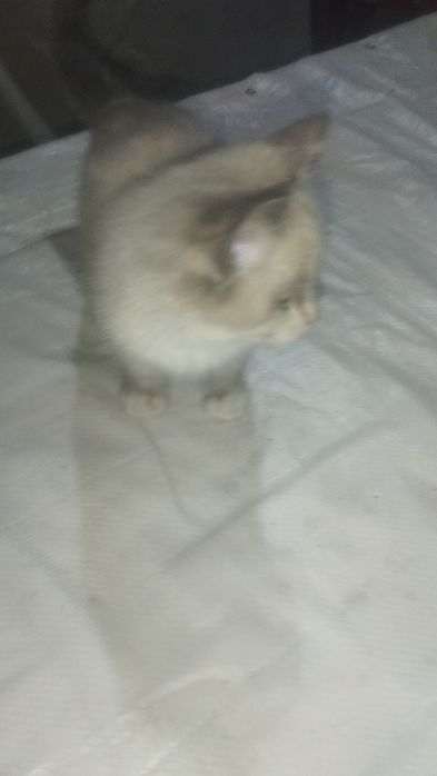 Парода кошка регдолл