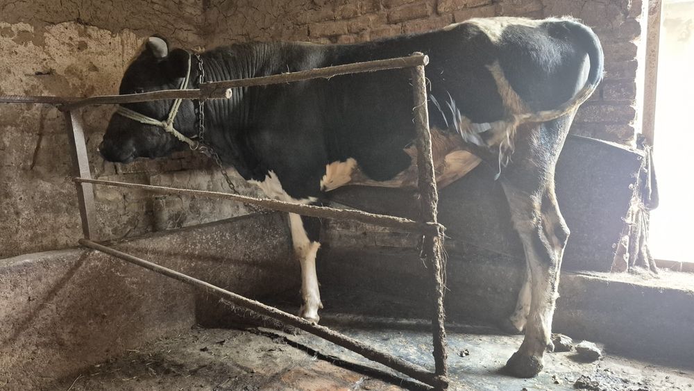 Бука сотилади 1 йил 3 ойли ёши