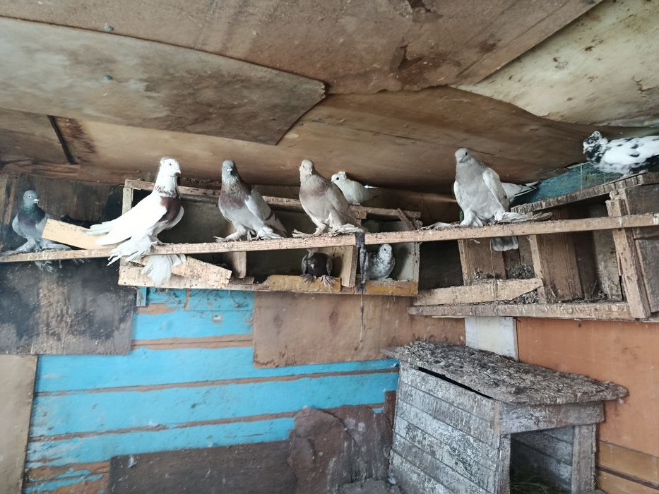 Продам голубей разных пород