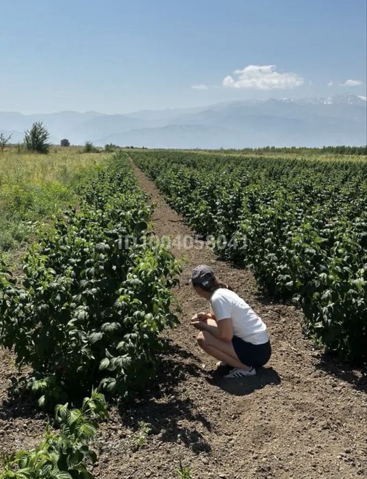 Продам участок К/Х 3.5 га.