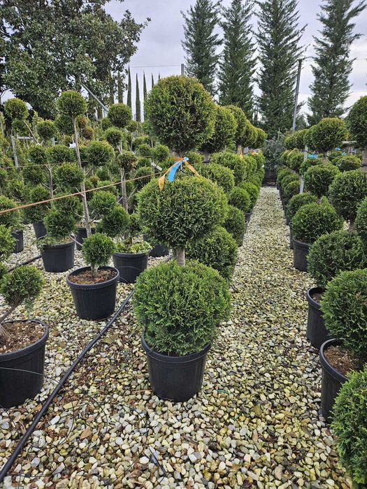 Plante pentru Gradina si Spatii Verzi