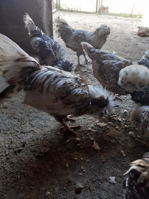 Vând cocoși Paduane