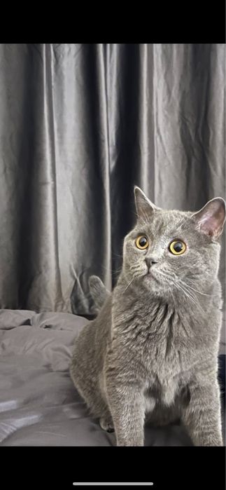 Передержка котов