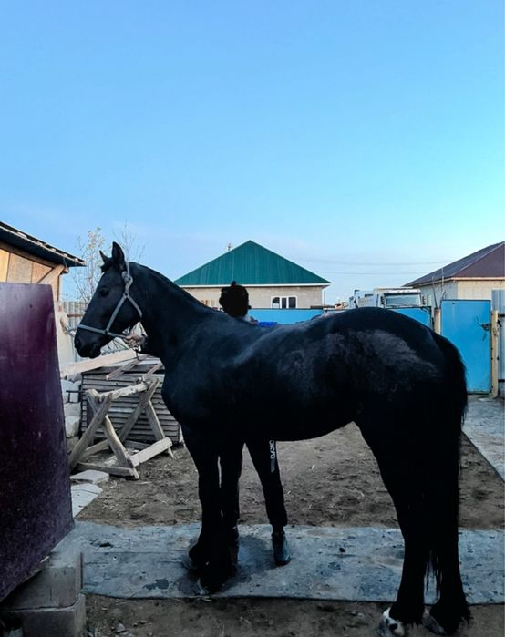 Продам Фризская кобылка 3 года!