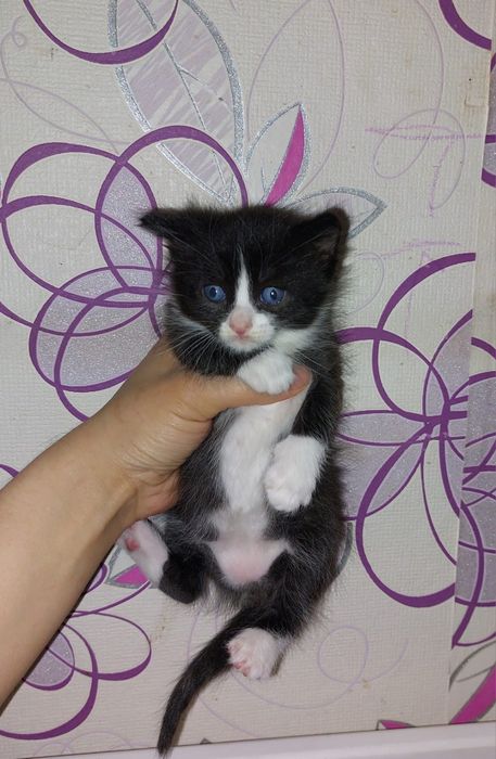 Отдам котят в хорошие добрые руки