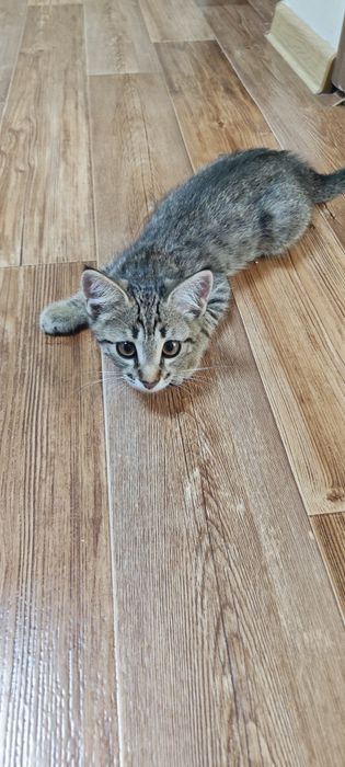 Котенок бесплатно
