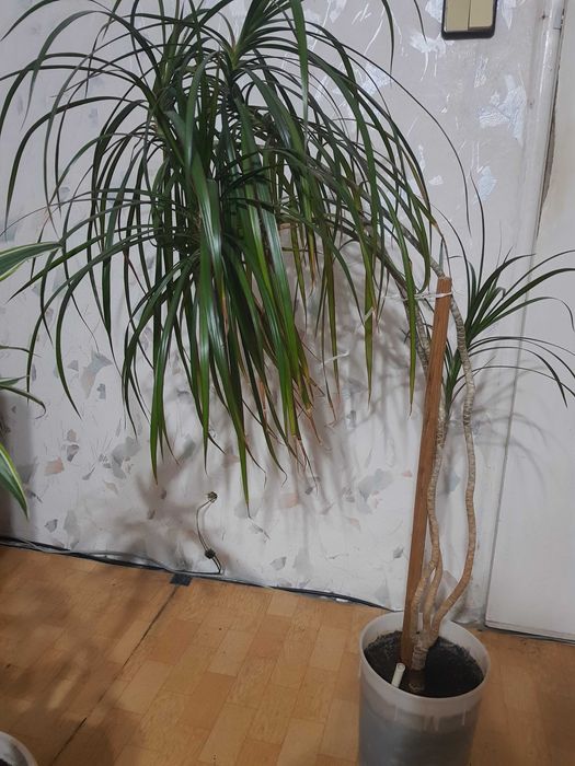 Стайно цвете в саксия юка