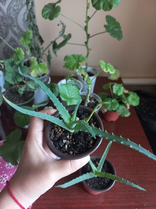 Продам алоэ и герань