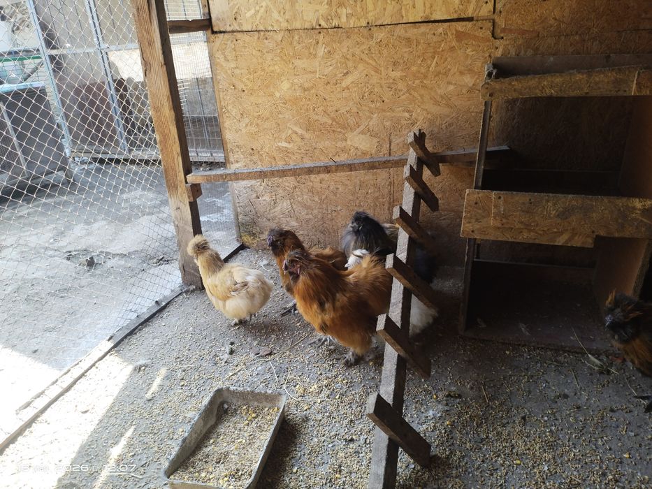 Продам китайских шёлковых петушков молодые